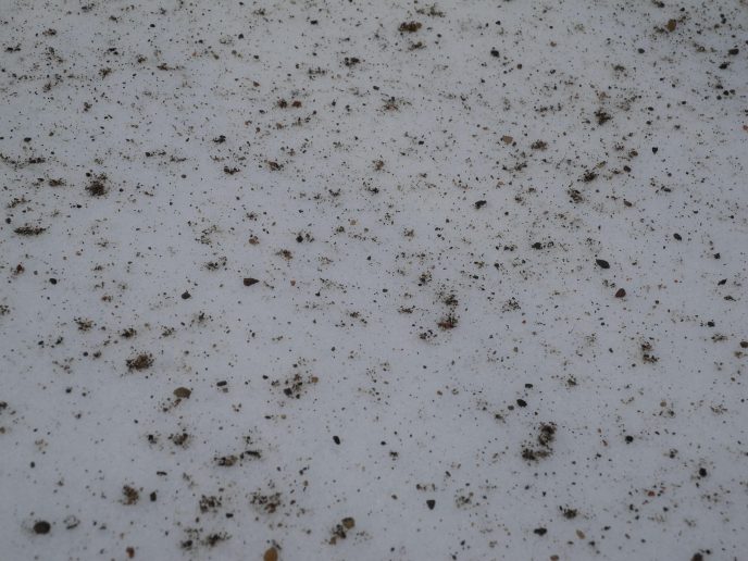Sand som åtemiddel 100 kg pr daa. Foto: Kristin Sørensen, NLR